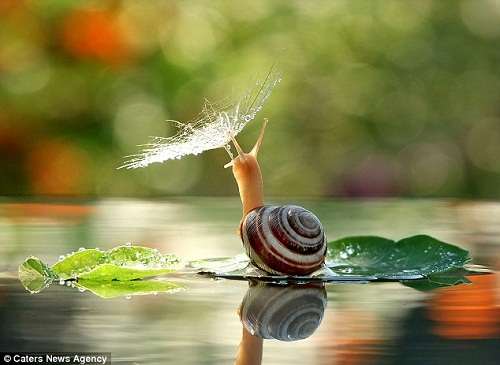 这只蜗牛乘着水面上的一片树叶，躲在一朵沾满露水的花下，就似乎在雨天中撑着小伞，在湖上泛船一样