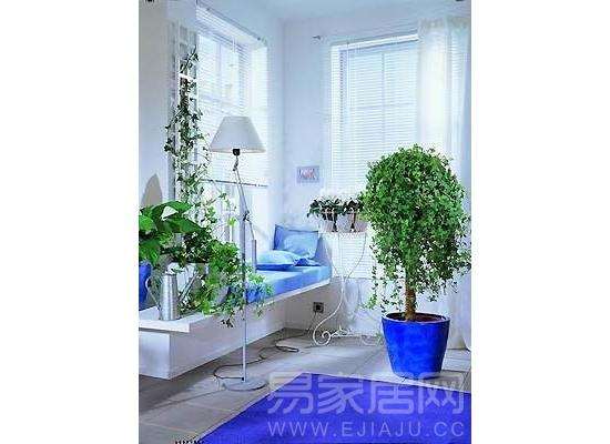 家里常青盆栽，很好。