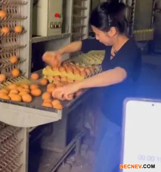 夫妻养2.8万只鸡为省人工自己捡蛋,每分钟高达180个