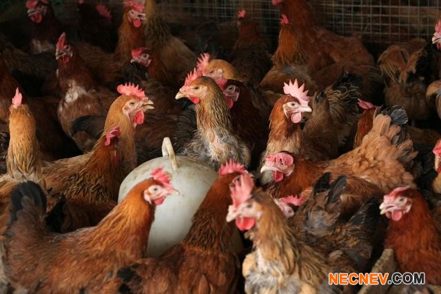 夫妻养2.8万只鸡为省人工自己捡蛋,每分钟高达180个